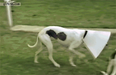 1227093_6e26e1f98ab1fb6ab907866f8d3a3edf_1399449310.gif